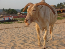 Индия, Бага, новый год 2012 и одинокая белая женщина