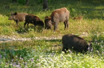 Треугольник по Турции за 14 дней, май 2012г.