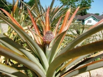 НГ 2011, из Паттайи с экскурсией в Камбоджу