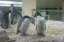 Вена-Чехия-Роттенбург-об-дер-Таубер (август 2012)