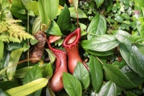 Вена-Чехия-Роттенбург-об-дер-Таубер (август 2012)