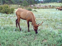 Нужна помощь с маршрутом из Чикаго в ЛА с посещением Ниагары