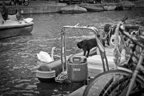 А за что все так любят Амстердам? (сент. 2012, много фото)