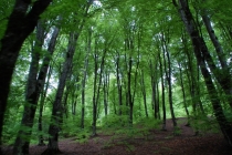 День Победы в Грузии (неделя в мае 2012 г.). Тбилиси, ВГД, Казбеги, Кахетия, Батуми. День Победы в Грузии (неделя в мае 2012 г.). Тбилиси, ВГД, Казбеги, Кахетия, Батуми.