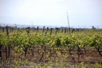 День Победы в Грузии (неделя в мае 2012 г.). Тбилиси, ВГД, Казбеги, Кахетия, Батуми. День Победы в Грузии (неделя в мае 2012 г.). Тбилиси, ВГД, Казбеги, Кахетия, Батуми.