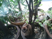 Кот сиамский.