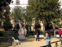 Бутылочное дерево