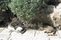 Прекрасный Иерусалим и 2 моря