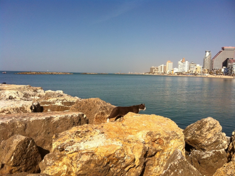 Прекрасный Иерусалим и 2 моря