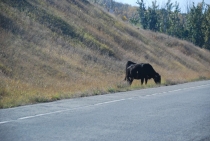 Поездка за радугой Поездка за радугой