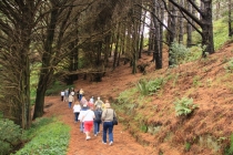 Веллингтон