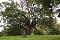 Веллингтон