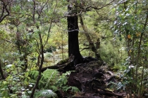 Веллингтон