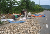 Дананг (Хойян) и окрестности на мопеде, май 2012 года, фото