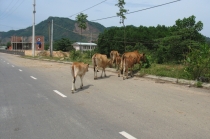 Дананг (Хойян) и окрестности на мопеде, май 2012 года, фото