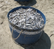 Дананг (Хойян) и окрестности на мопеде, май 2012 года, фото