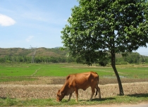 Дананг (Хойян) и окрестности на мопеде, май 2012 года, фото