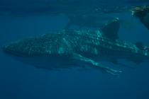 shark