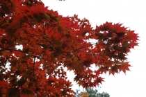 День Победы в Грузии (неделя в мае 2012 г.). Тбилиси, ВГД, Казбеги, Кахетия, Батуми. День Победы в Грузии (неделя в мае 2012 г.). Тбилиси, ВГД, Казбеги, Кахетия, Батуми.