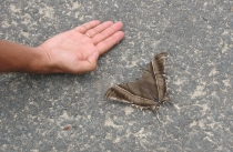 Дананг (Хойян) и окрестности на мопеде, май 2012 года, фото