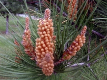 Одинокая поездка в Грузию-апрель 2012