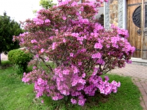 Одинокая поездка в Грузию-апрель 2012