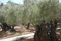 2 недели на Святой Земле или как посмотреть Израиль при +40 и получить кучу впечатлений