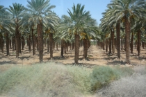 2 недели на Святой Земле или как посмотреть Израиль при +40 и получить кучу впечатлений