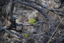 Поездка за радугой