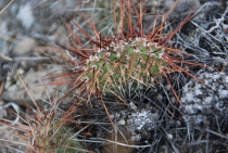 Поездка за радугой