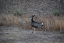 Поездка за радугой