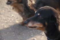 Поездка за радугой