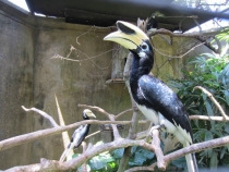 Медовый месяц на Бали и Гили