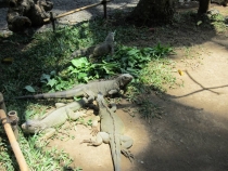 Медовый месяц на Бали и Гили