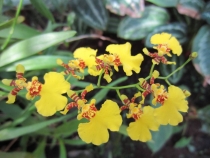 Медовый месяц на Бали и Гили