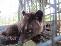 Медовый месяц на Бали и Гили