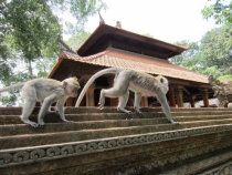 Медовый месяц на Бали и Гили