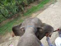 Медовый месяц на Бали и Гили