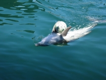 Медовый месяц на Бали и Гили