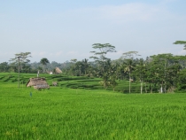Медовый месяц на Бали и Гили