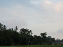 Медовый месяц на Бали и Гили