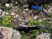 Прогулка на Мушрот