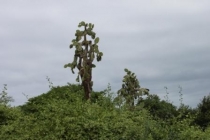 Галапагосы(дэйли-дайвинг)+Перу(наследие инков). Июнь 2012.