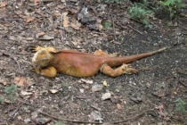 Галапагосы(дэйли-дайвинг)+Перу(наследие инков). Июнь 2012.