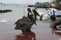 Галапагосы(дэйли-дайвинг)+Перу(наследие инков). Июнь 2012.