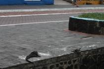 Галапагосы(дэйли-дайвинг)+Перу(наследие инков). Июнь 2012.