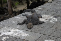 Галапагосы(дэйли-дайвинг)+Перу(наследие инков). Июнь 2012.