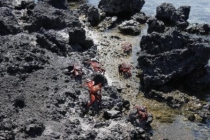 Галапагосы(дэйли-дайвинг)+Перу(наследие инков). Июнь 2012.