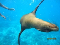 Галапагосы(дэйли-дайвинг)+Перу(наследие инков). Июнь 2012.