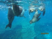 Галапагосы(дэйли-дайвинг)+Перу(наследие инков). Июнь 2012.